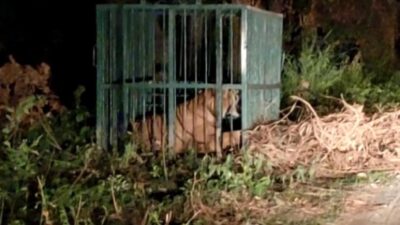 लखीमपुर खीरी: गोला वन रेंज में आदमखोर बाघिन पकड़ी गई, गांवों में राहत https://newstrack.com/uttar-pradesh/lakhimpur-kheri/tigress-captured-in-gola-range-lakhimpur-kheri-536871