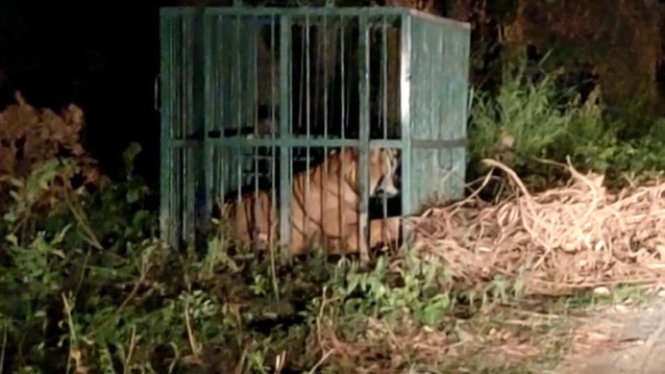 Lakhimpur Kheri: गोला वन रेंज में आदमखोर बाघिन पकड़ी गई, गांवों में राहत