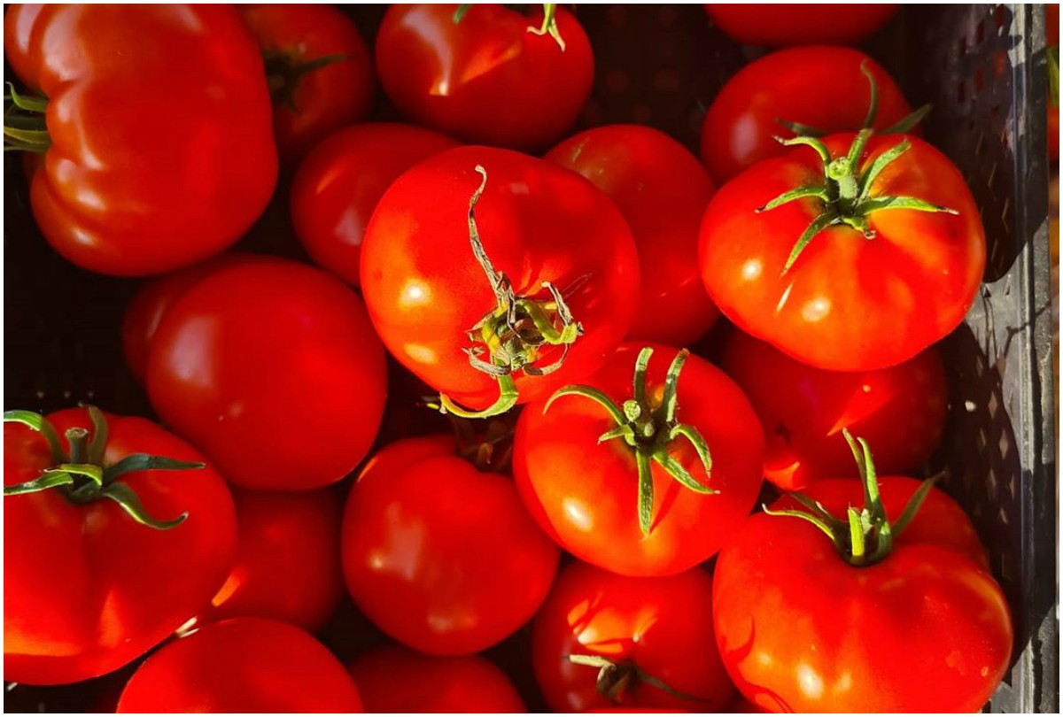 Tomato Benefits: सर्दियों में रोज खाएं लाल टमाटर, सिर्फ सर्दी-खांसी नहीं हजारों बीमारियां रहेंगी कोसों दूर Tomato Benefits: सर्दियों में रोज खाएं लाल टमाटर, सिर्फ सर्दी-खांसी नहीं हजारों बीमारियां रहेंगी कोसों दूर