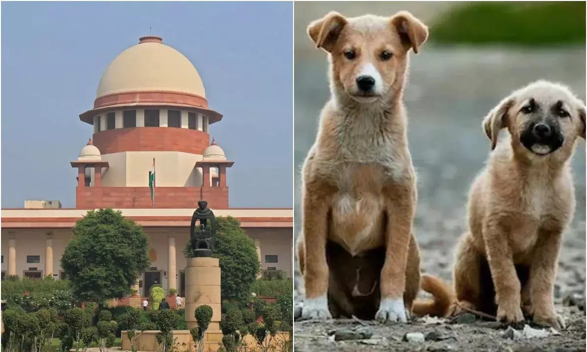 SC on Stray Dogs: सुप्रीम कोर्ट सख्त, आवारा कुत्तों को हटाने का आदेश रहेगा जारी