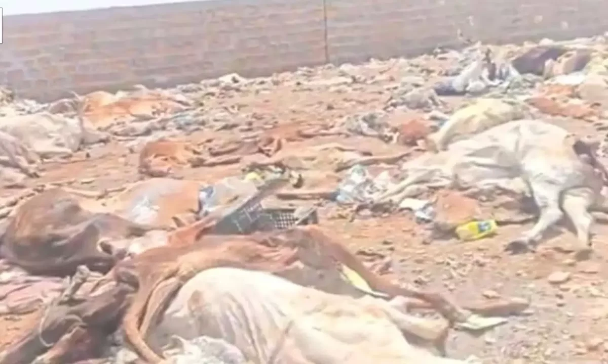 Jaisalmer Cow Death Case: जैसलमेर में 500 से ज्यादा मृत गायों के शव मिलने से मचा हड़कंप Jaisalmer Cow Death Case: जैसलमेर में 500 से ज्यादा मृत गायों के शव मिलने से मचा हड़कंप