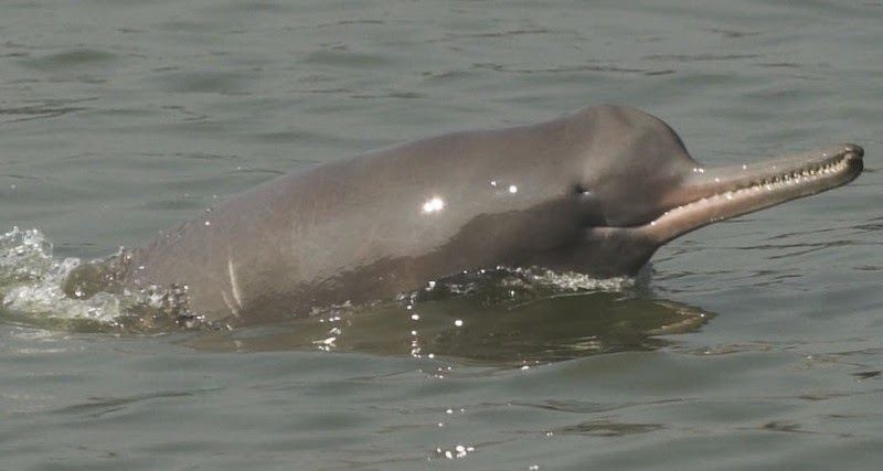 Maharajganj News: 24 घंटे बाद सफल हुआ गंगा डॉल्फिन का रेस्क्यू, कुशीनगर के सुमहाखोर में वन विभाग की टीम ने सुरक्षित पकड़ा Maharajganj News: 24 घंटे बाद सफल हुआ गंगा डॉल्फिन का रेस्क्यू, कुशीनगर के सुमहाखोर में वन विभाग की टीम ने सुरक्षित पकड़ा