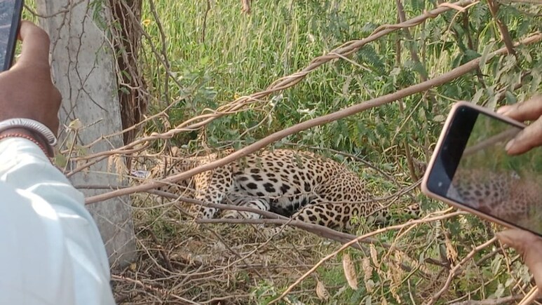 Rajasthan News: सिरोही के वाण गांव में तेंदुए का आतंक, भेड़-बकरी चराकर लौट रहे चरवाहे पर हमला
