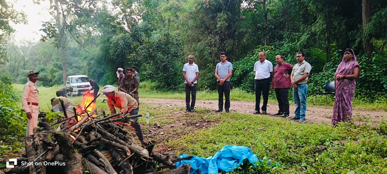 Balaghat News: कान्हा टाइगर रिजर्व में 11 माह के बाघ शावक की मौत, शरीर पर मिले संघर्ष के निशान ! Balaghat News: कान्हा टाइगर रिजर्व में 11 माह के बाघ शावक की मौत, शरीर पर मिले संघर्ष के निशान !